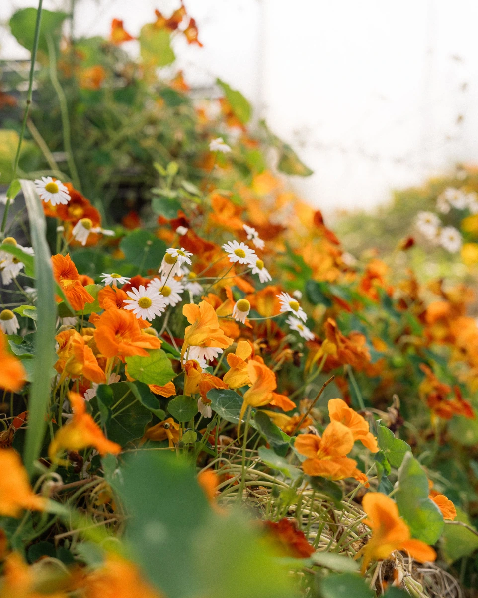 newsletter chivrageon