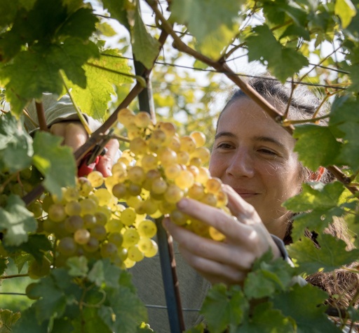 Trois tables, trois vigneronnes 3 juillet - Maryline Taurian